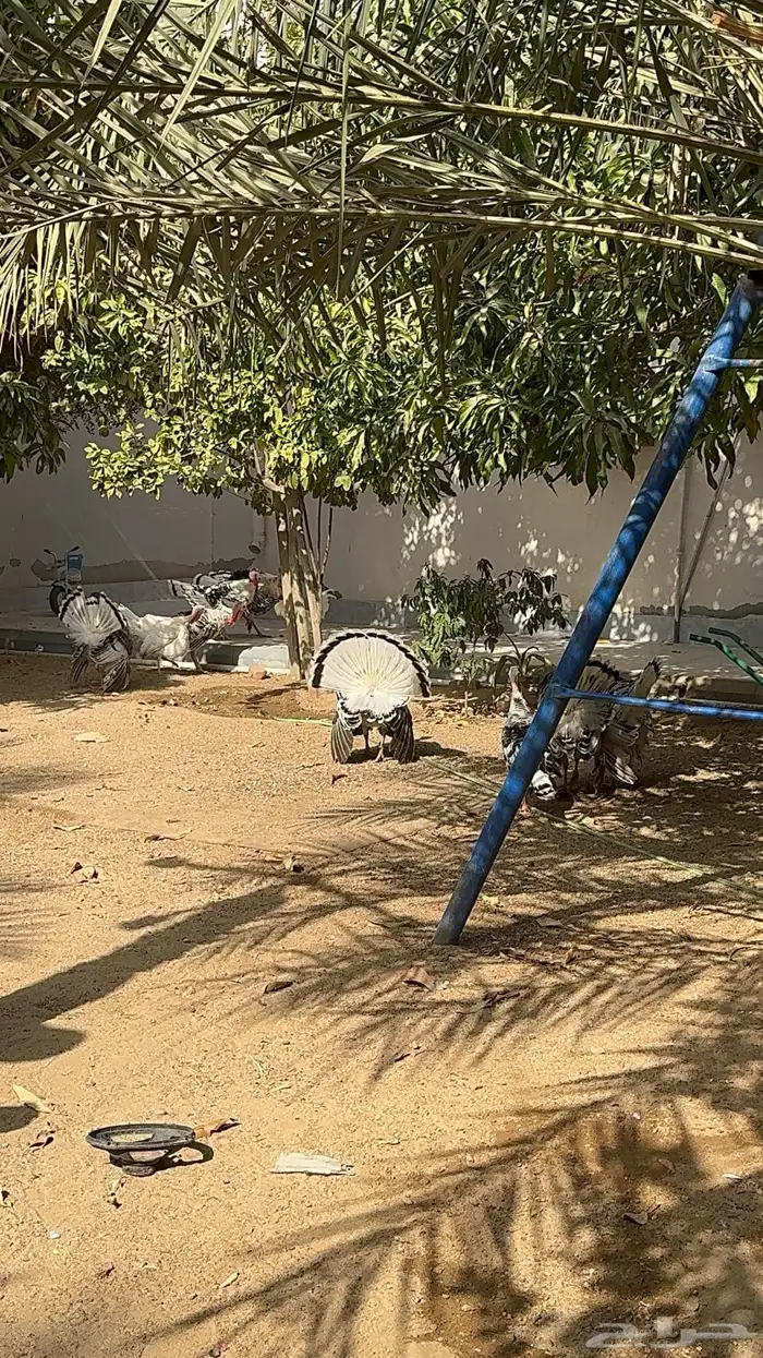 ديوك رومي فراشة 1