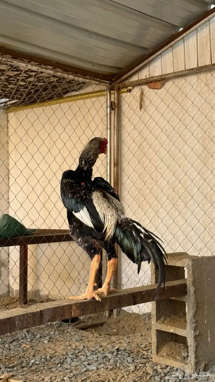 ديك شامو ياباني 1