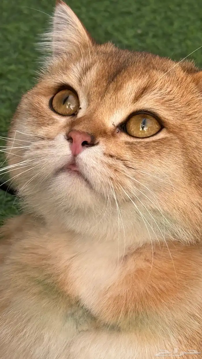 للبيع سكوتش ستريت قولد فاخر 3