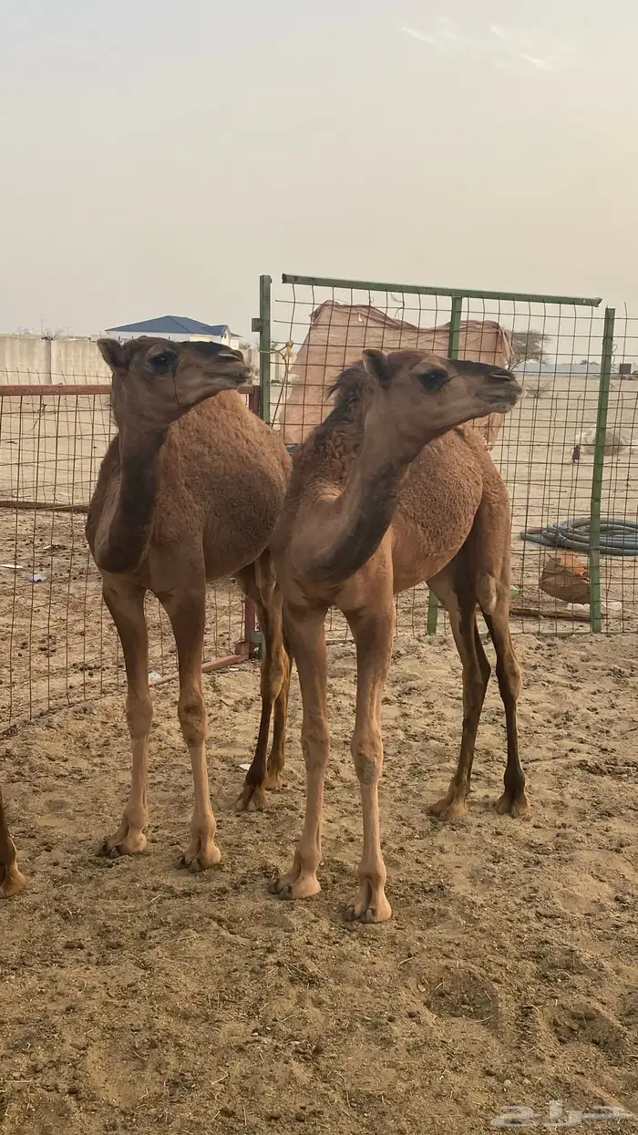 قعدان طيبه للبيع 0