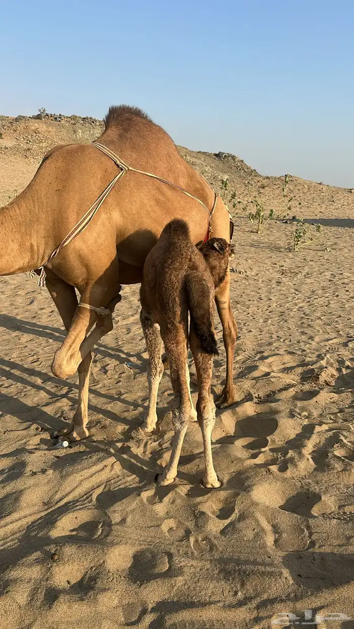 ناقه خلفه حمرا 1