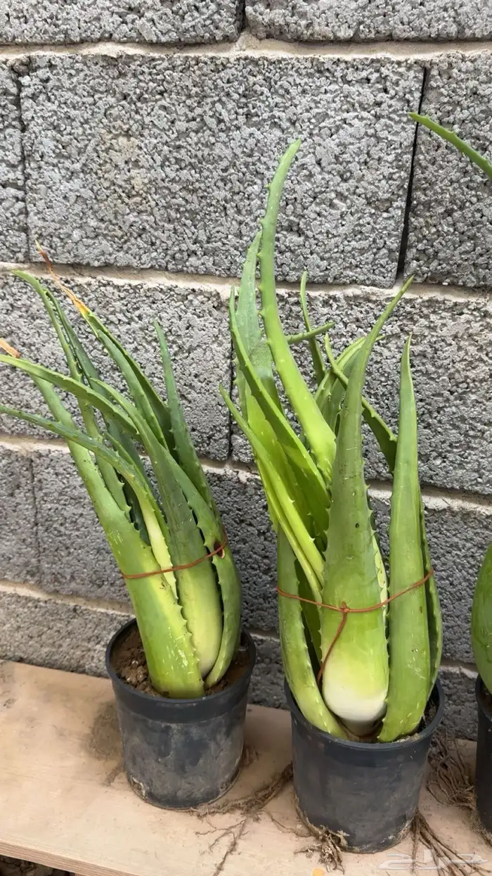 اولفيرا من براري جازان 2