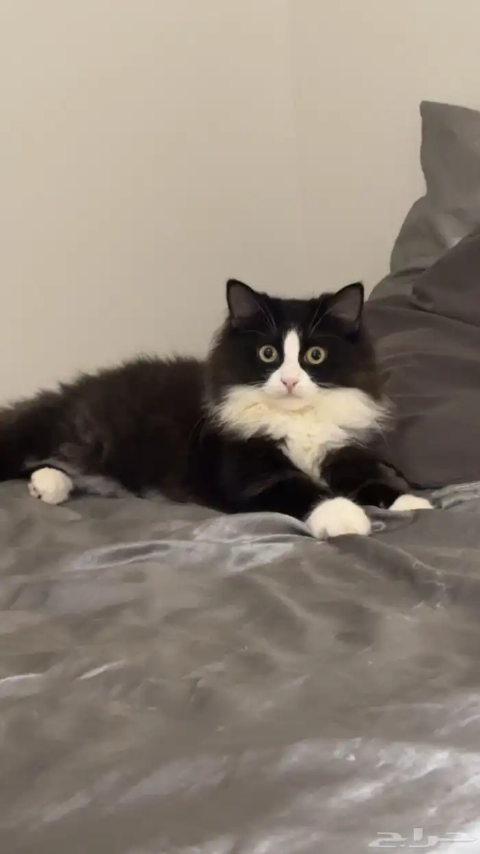 انثى لطيفه جدا  سبب البيع امي م تبغاهم معاها ذكر اسود عمره 6 0