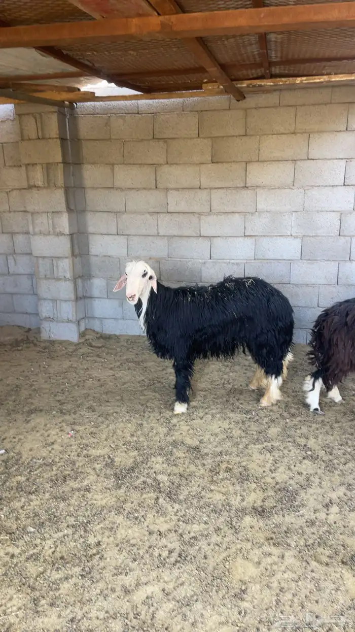 فحل نجدي السن جذع 0