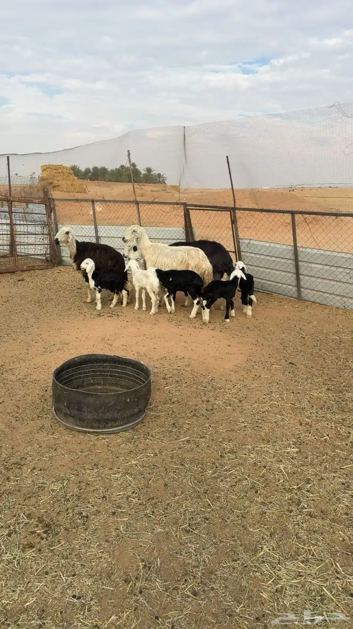 غنم نجد خلفات 1