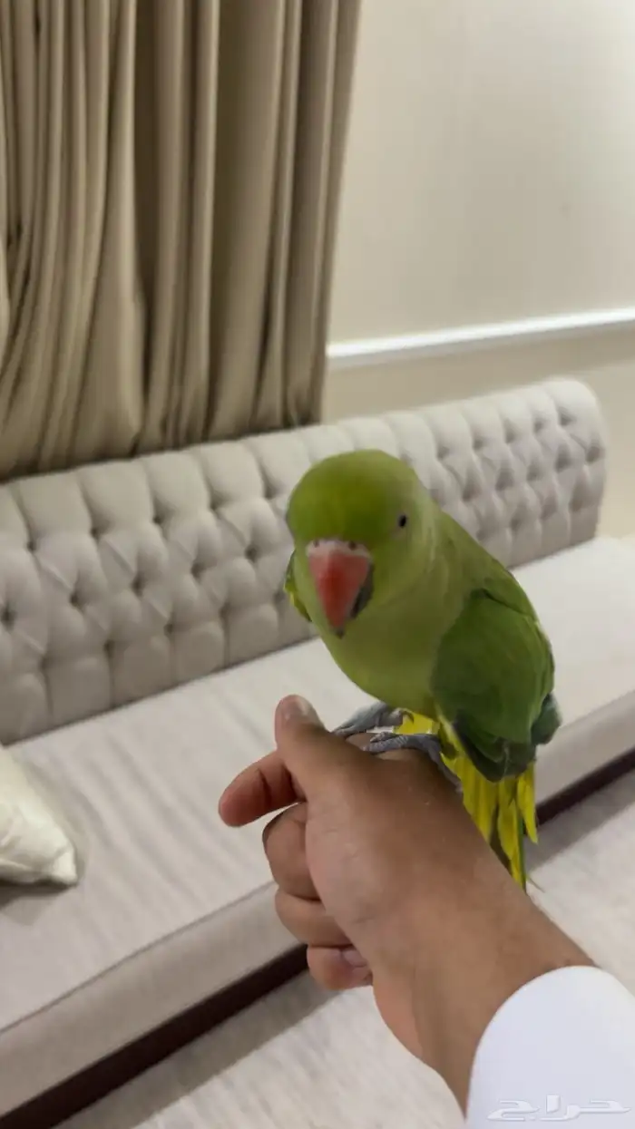 بغبغاء دره اليف 5