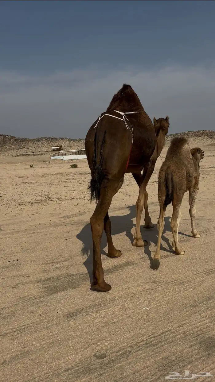 خلفه ساحليه بكره بكر 4