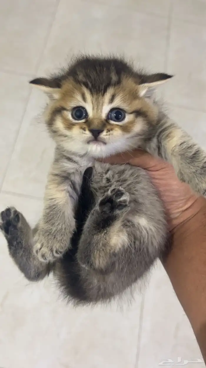 كيتن سكوتش ستريت بيور للبيع 2