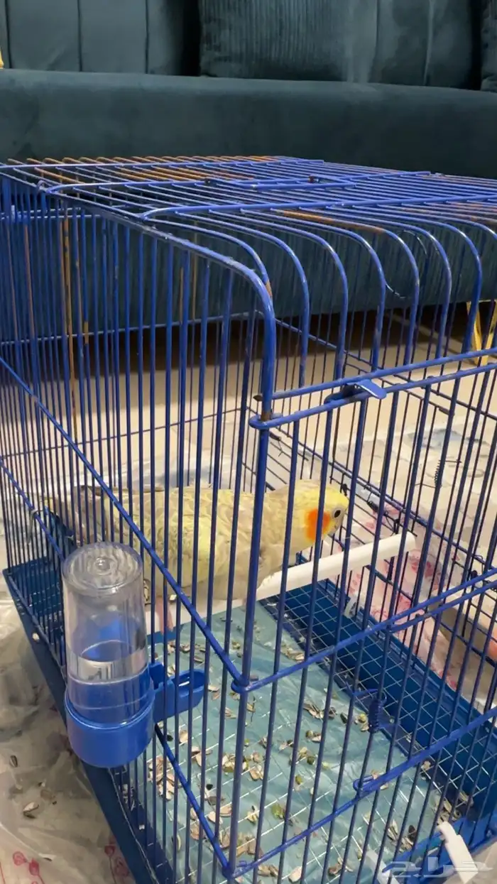 كروان انثى كانت اليفه 3