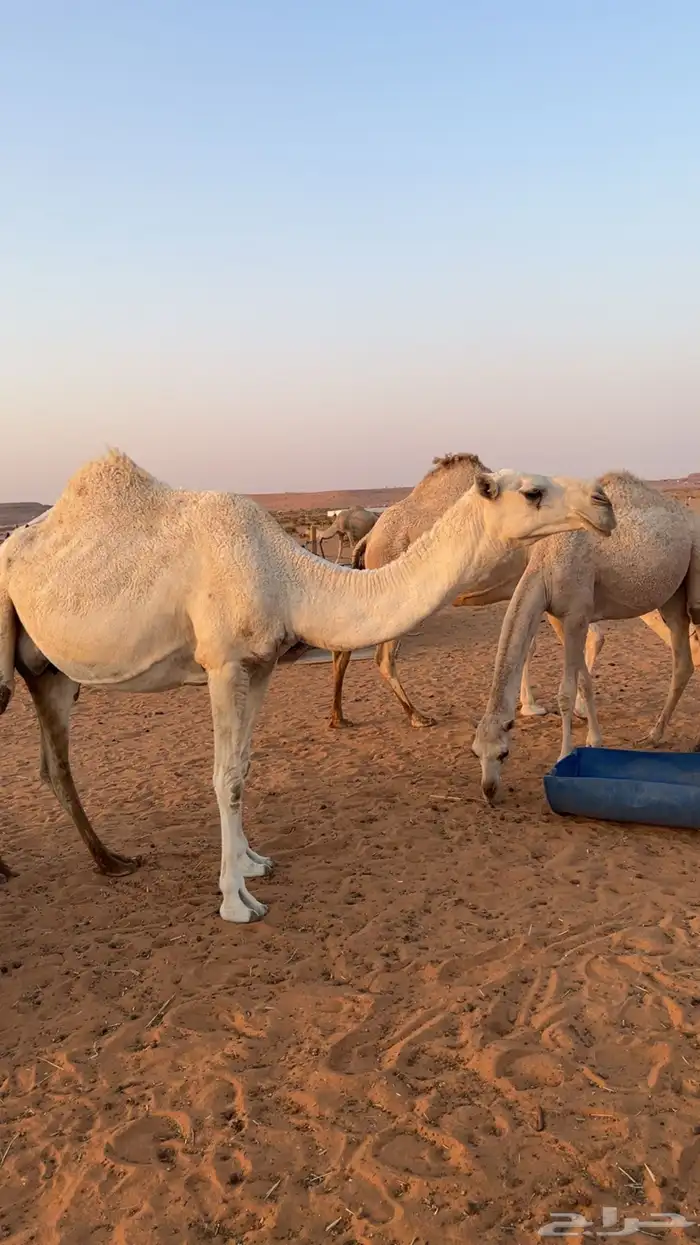 ضروبه وضحاء للبيع 3