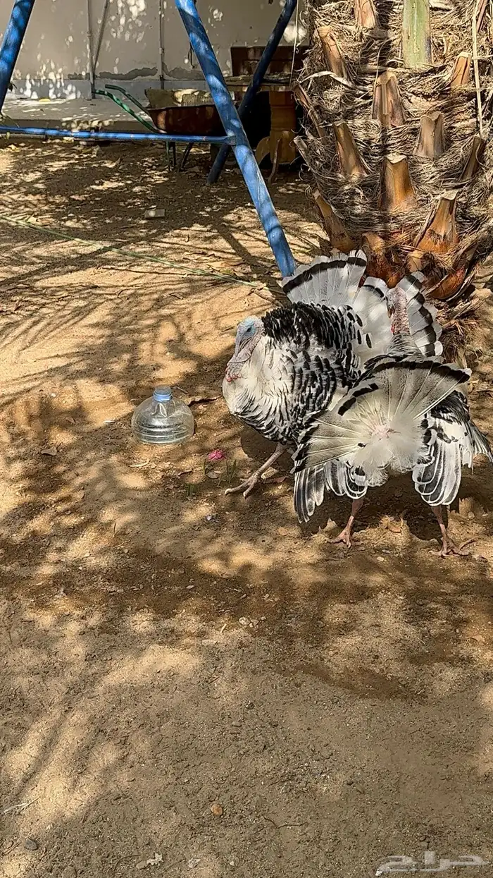 ديوك رومي فراشة 5