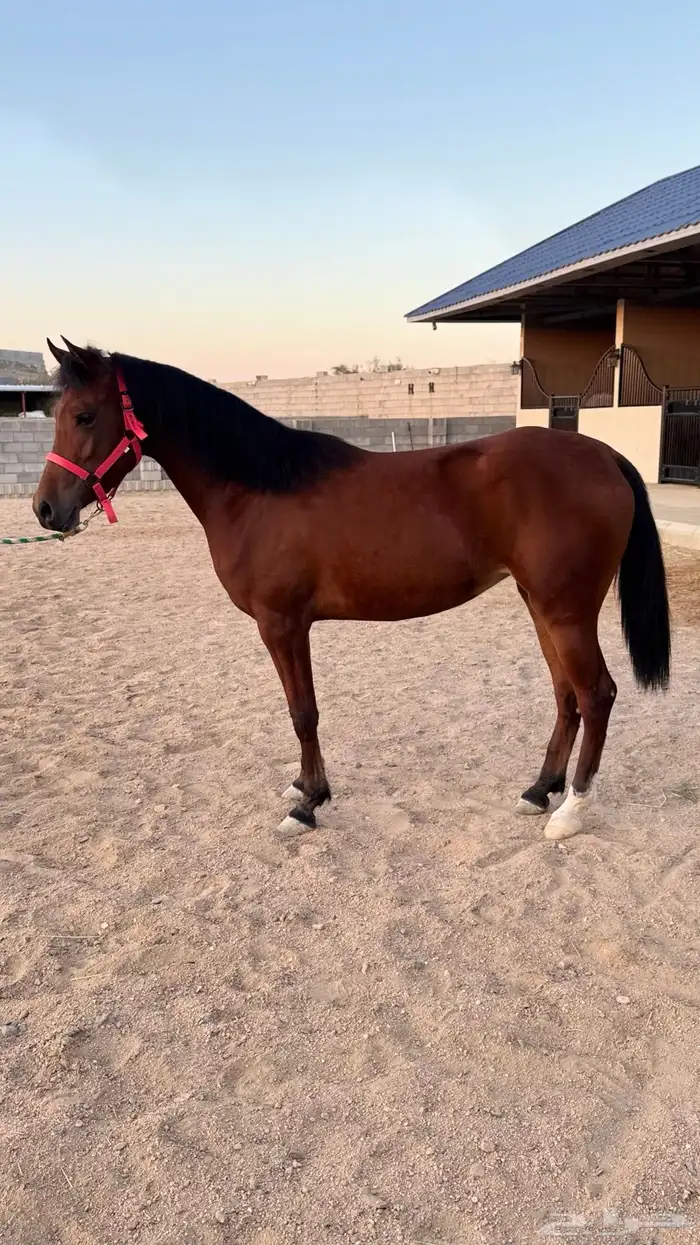 مهره شعبيه فاخره 0