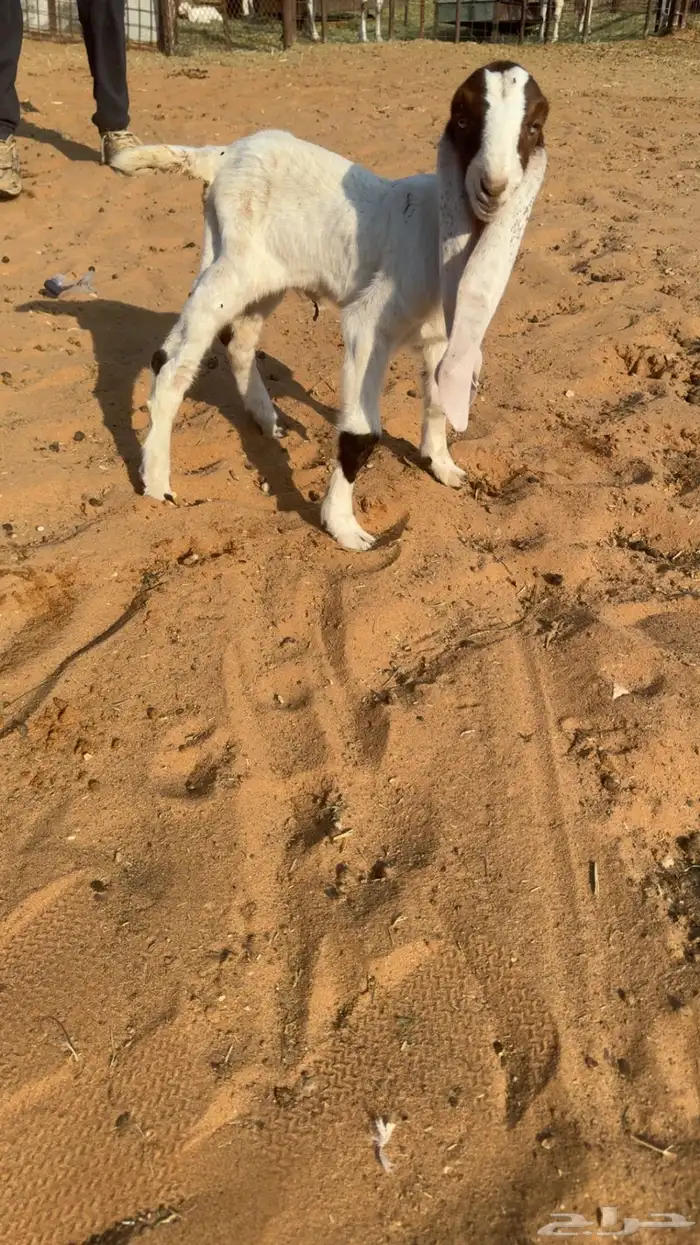 عنز مطوره متبع طيبه جدا جدا 4