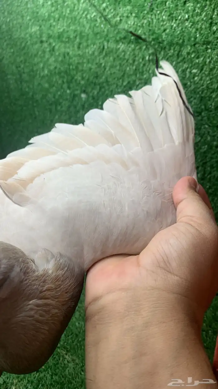 جوز شو هومر 1