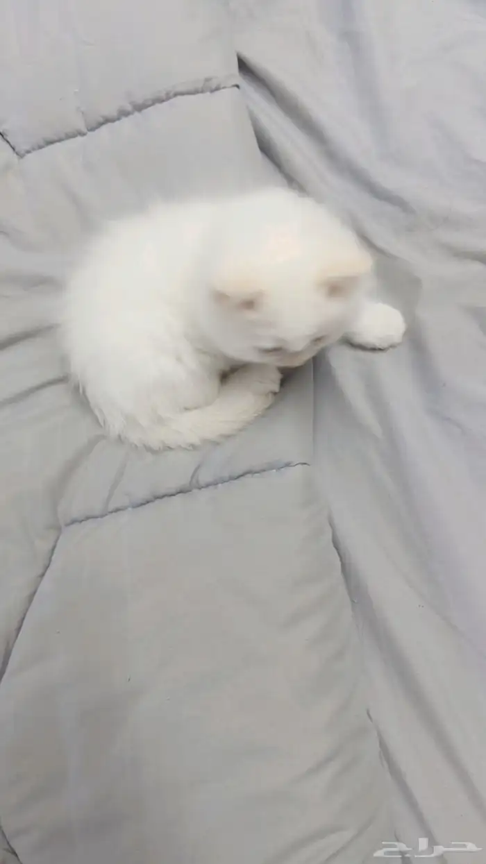 كتن شيرازي للتبني 1