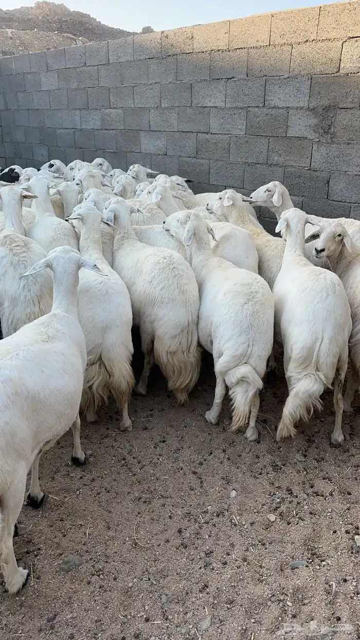 50 رأس ضأن دفع بفحلها 1
