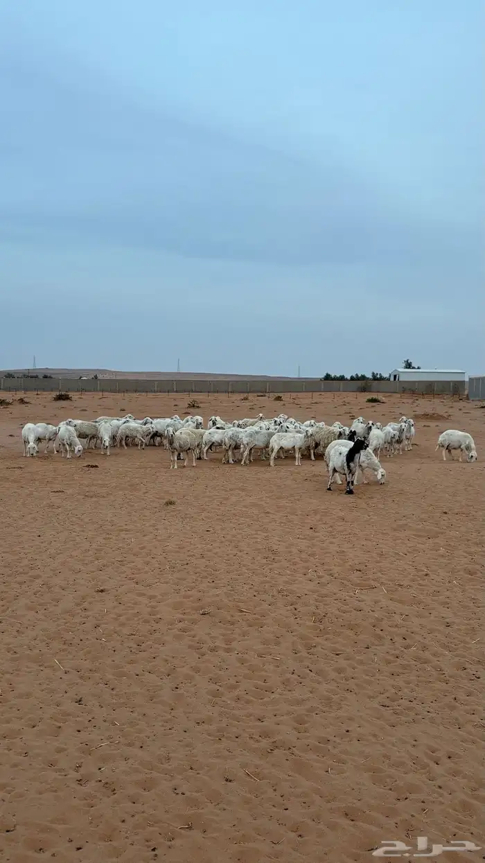 حريات للبيع 2