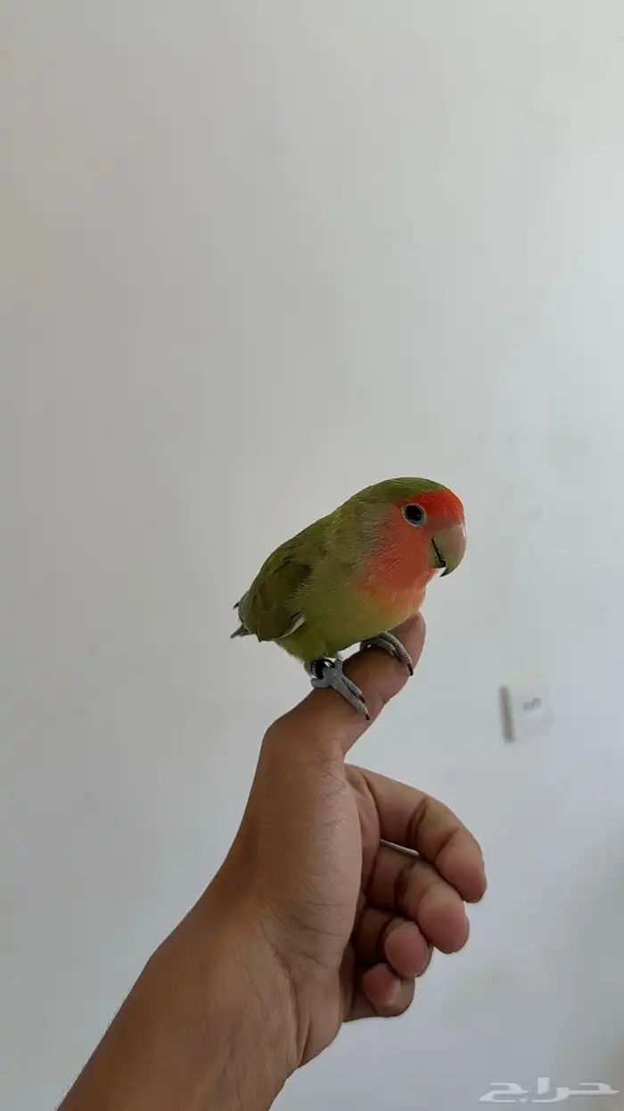 روز اليف للبيع 1