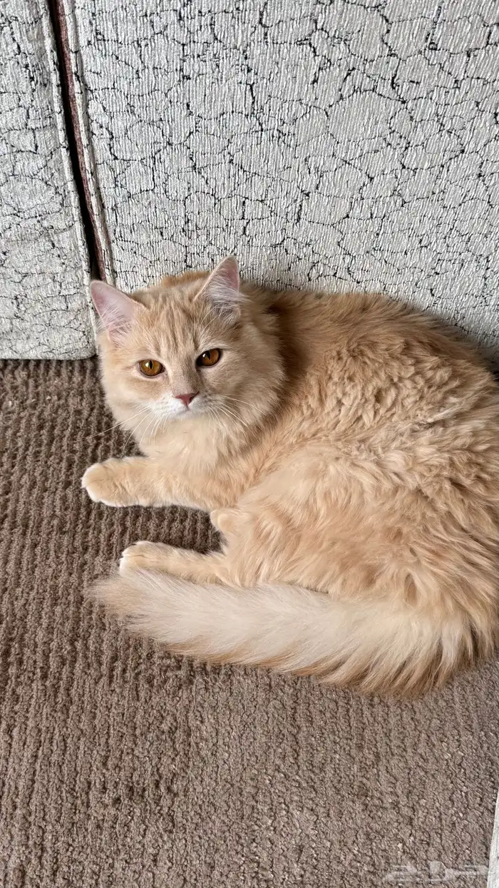 قط شيرازي للبيع 0