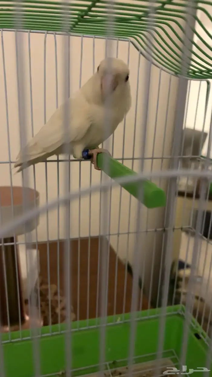 انثى روز للانتاج 0