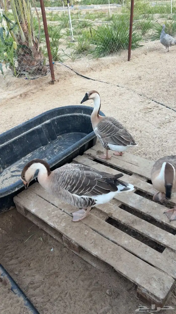 طقم وز عراقي منتج 0