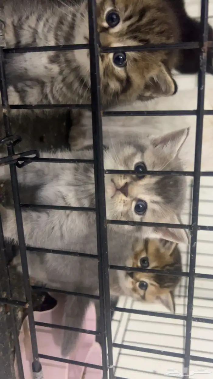 كيتن سكوتش ستريت بيور للبيع 10