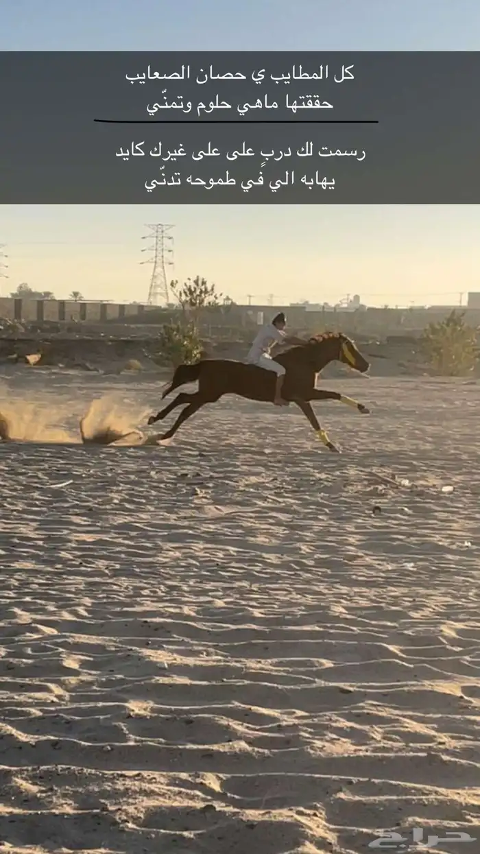 للبيع حصان انتاج 10