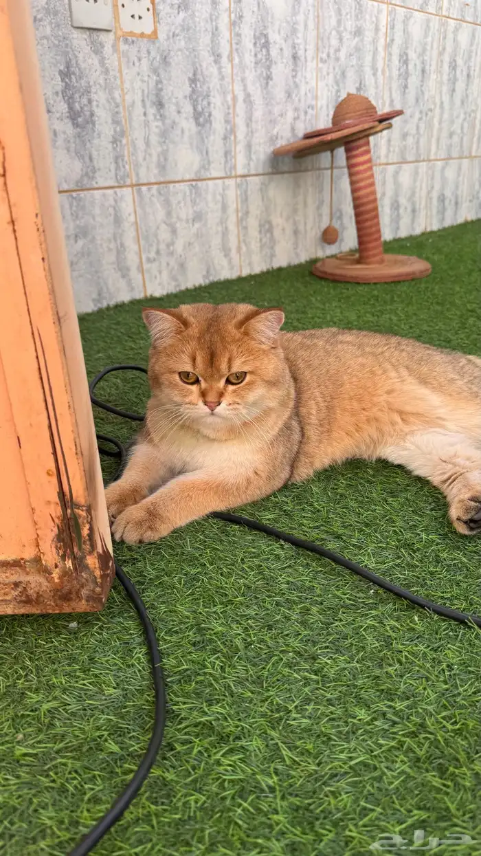 للبيع سكوتش ستريت قولد فاخر 1