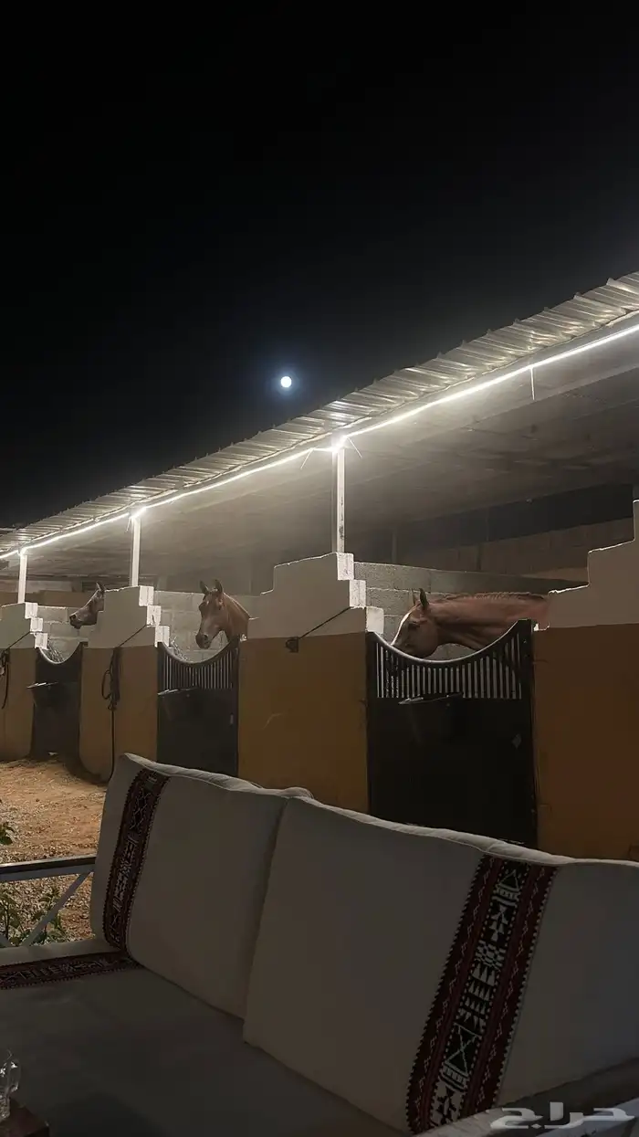 مربط ديسمبر للخيل العربية الأصيلة 2