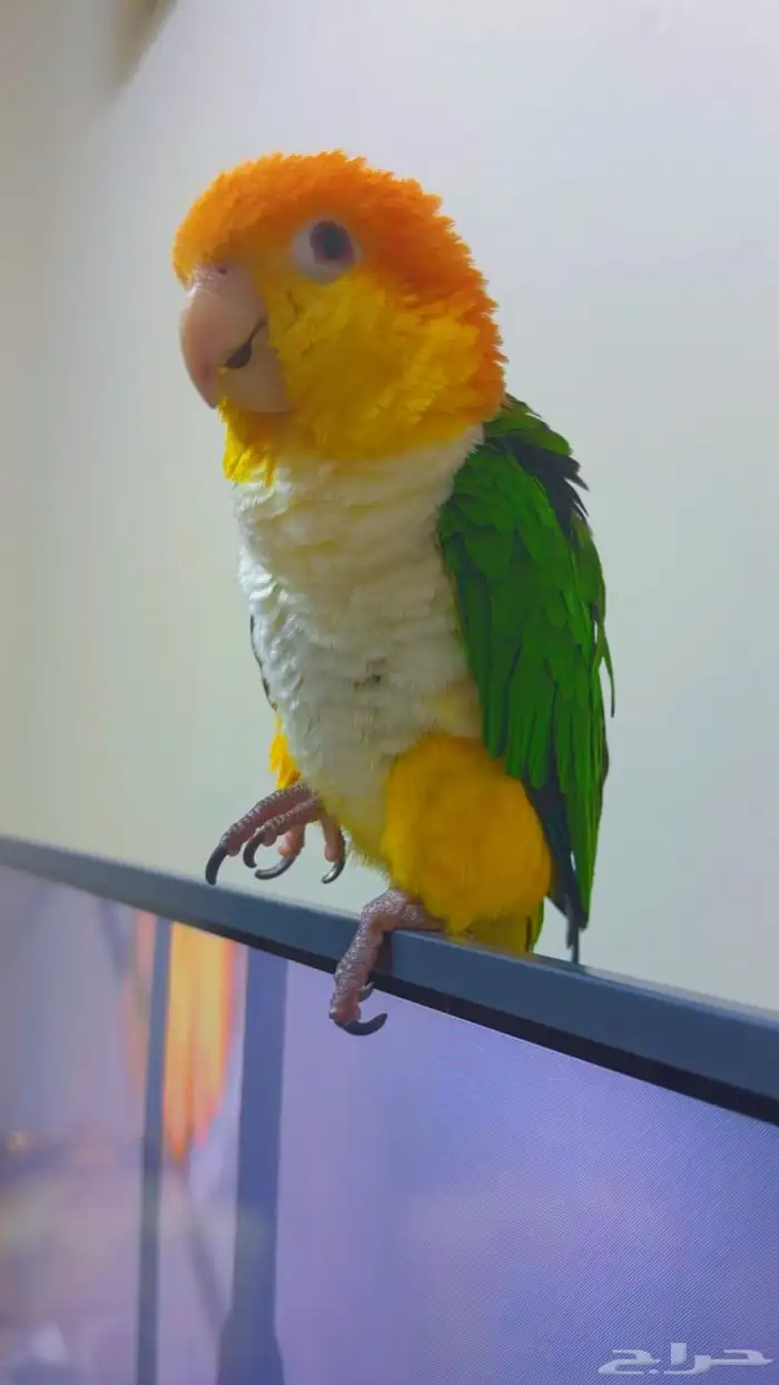 كايك وايت بيلي ( تم البيع ) 7