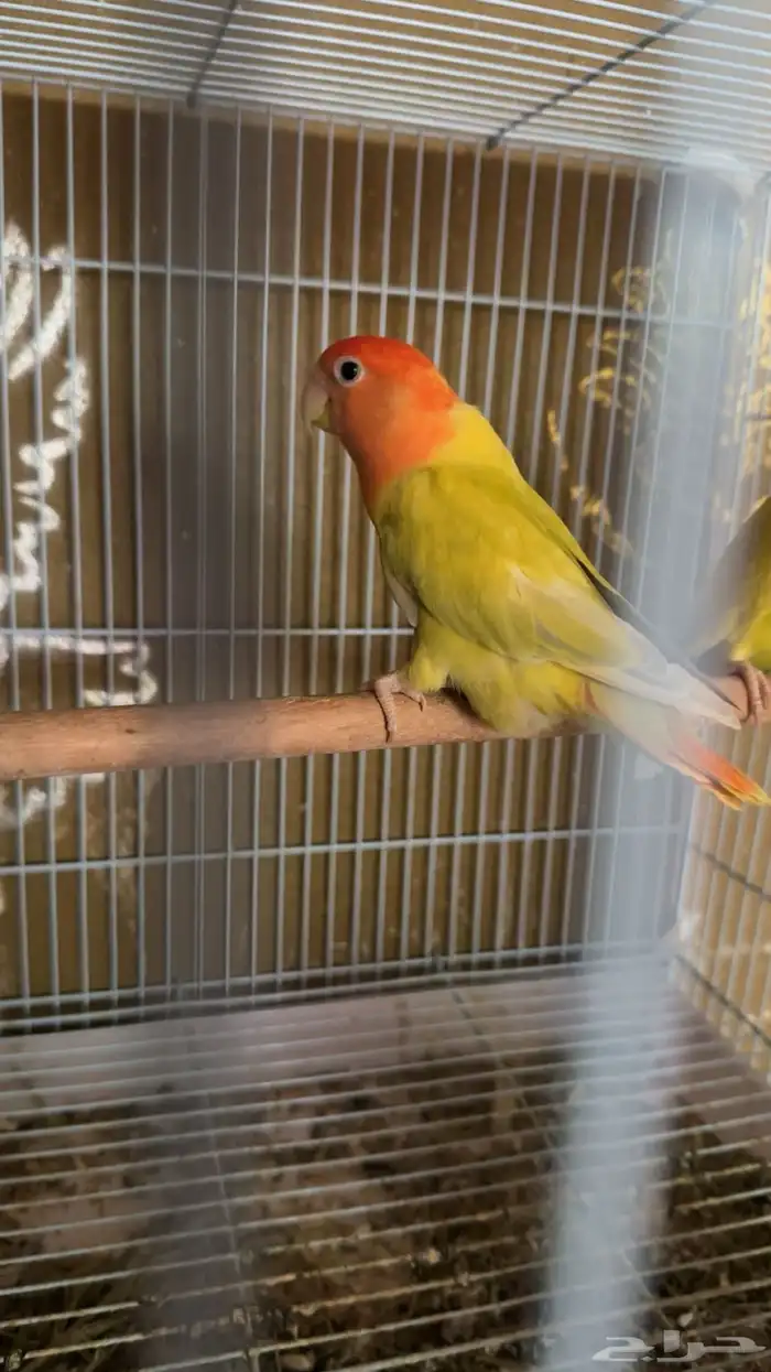 للبيع جوز روز منتج 0