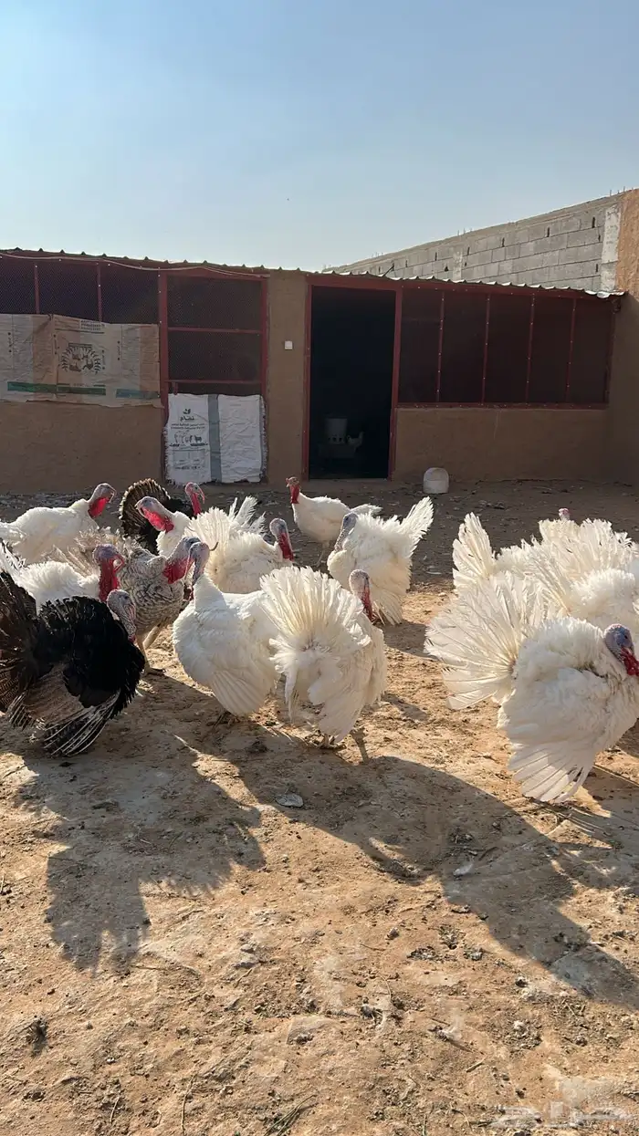 ديك رومي وديك فيومي ساجر 3