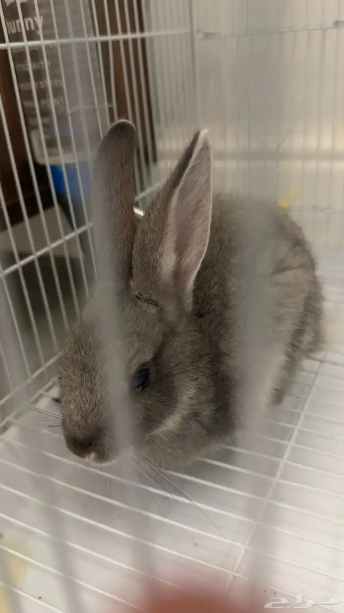 ارانب مع القفص للبيع 1