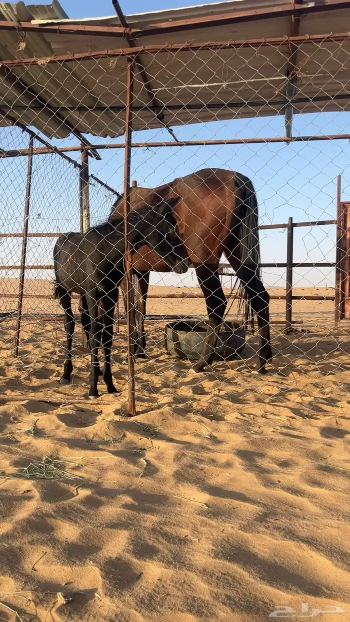 فرس انقليزي تحتها مهره 1