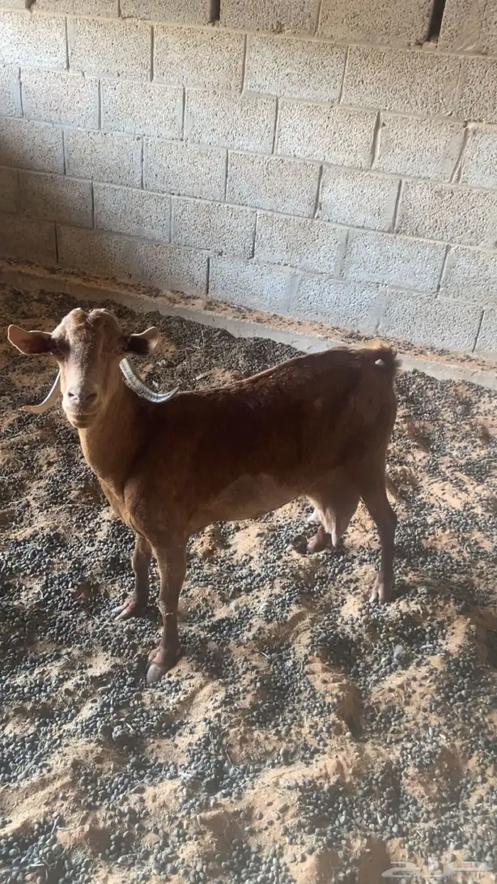 عنز تامه جنوبيه حليب ولدها معها نبيعها لحالها 3