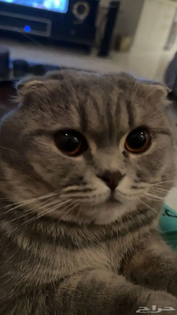 قط ضايع الدمام حي النزهه 3
