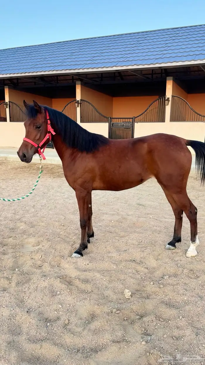 مهره شعبيه فاخره 1