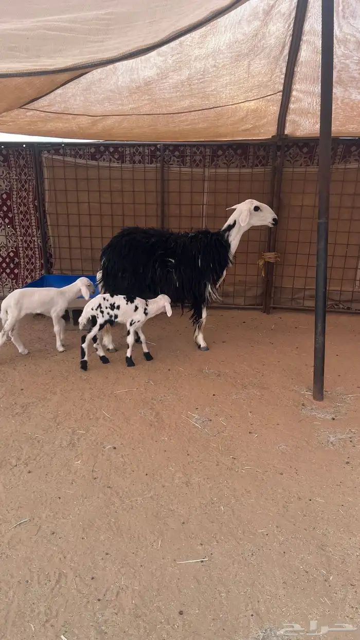 شاه نجدية متوم 1