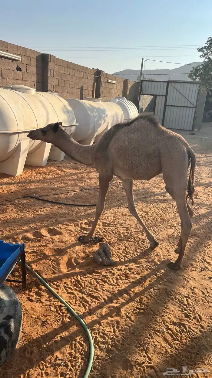 بكره مفروده 1