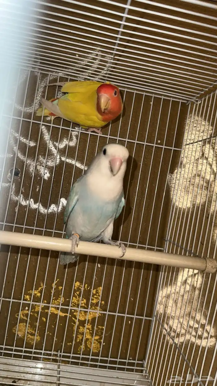 جوز روز للبيع 0