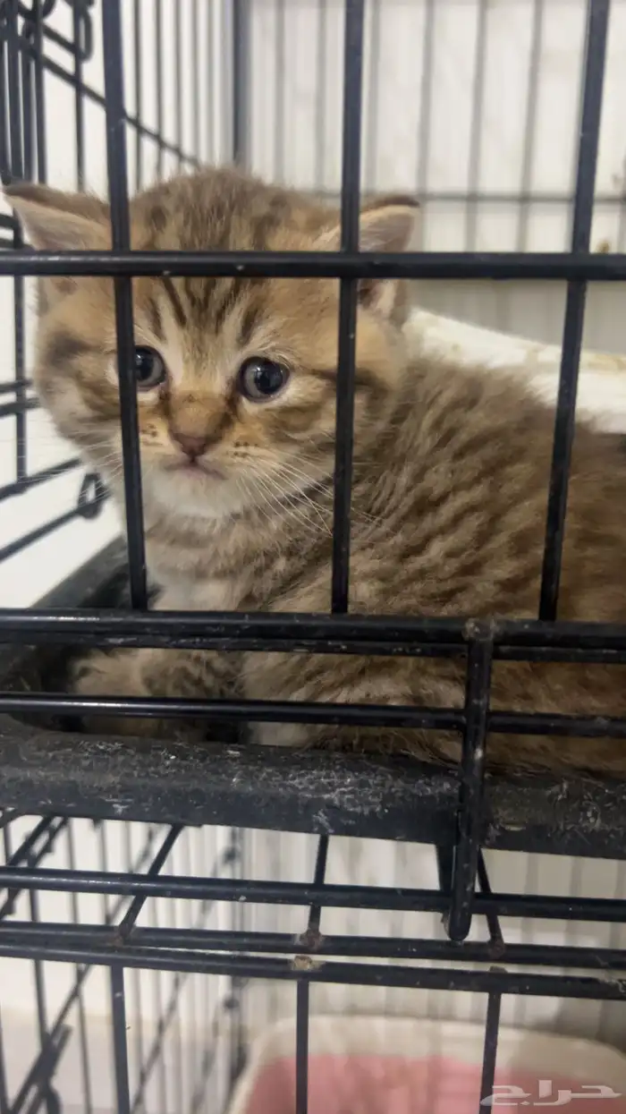 كيتن سكوتش ستريت بيور للبيع 7