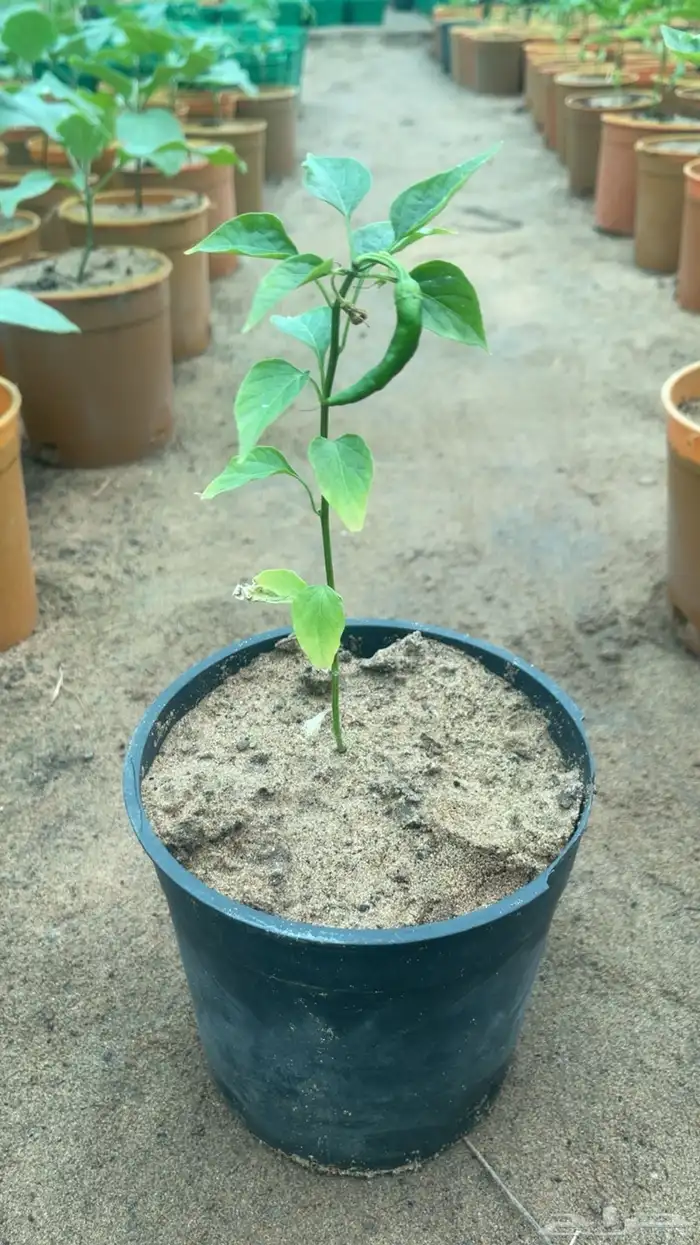 شتلات خضار 3