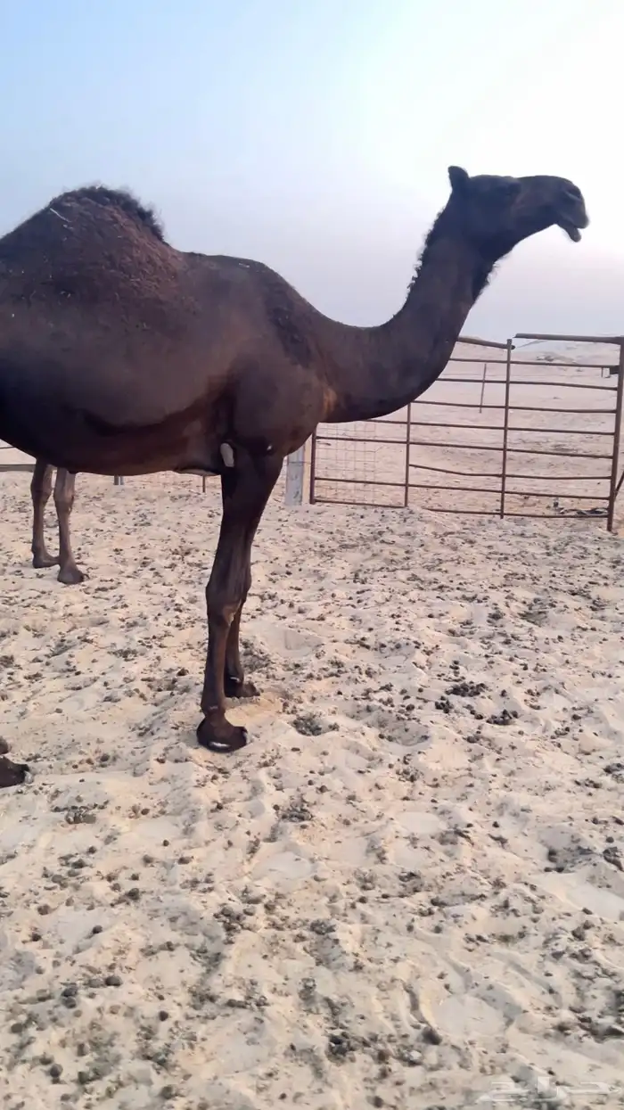 للبيع ضروبه مجهم جذعه كفو جدا 1