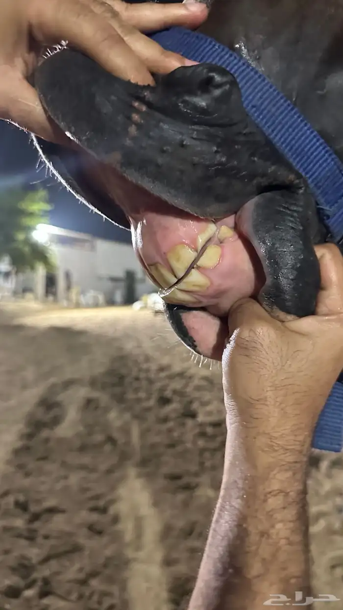 للبيع حصان واهو 5