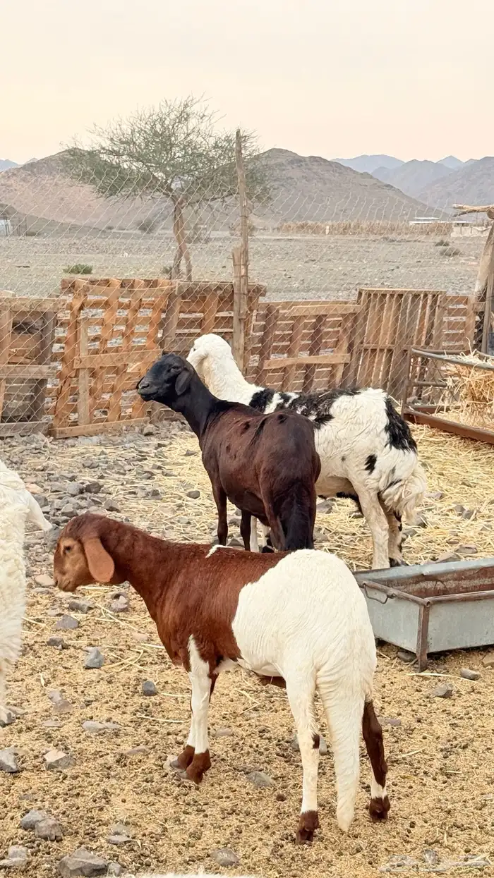 نعجه ساكنيه والد 5