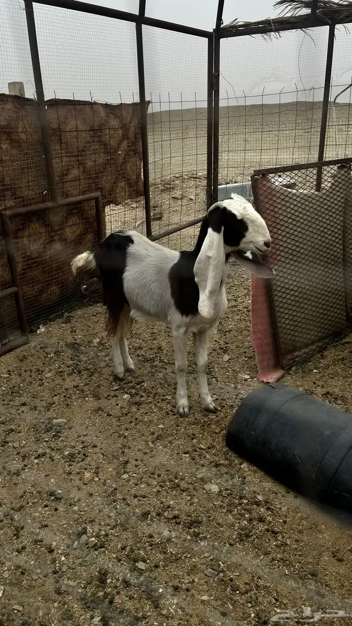 عنز ثنيه للبيع 2