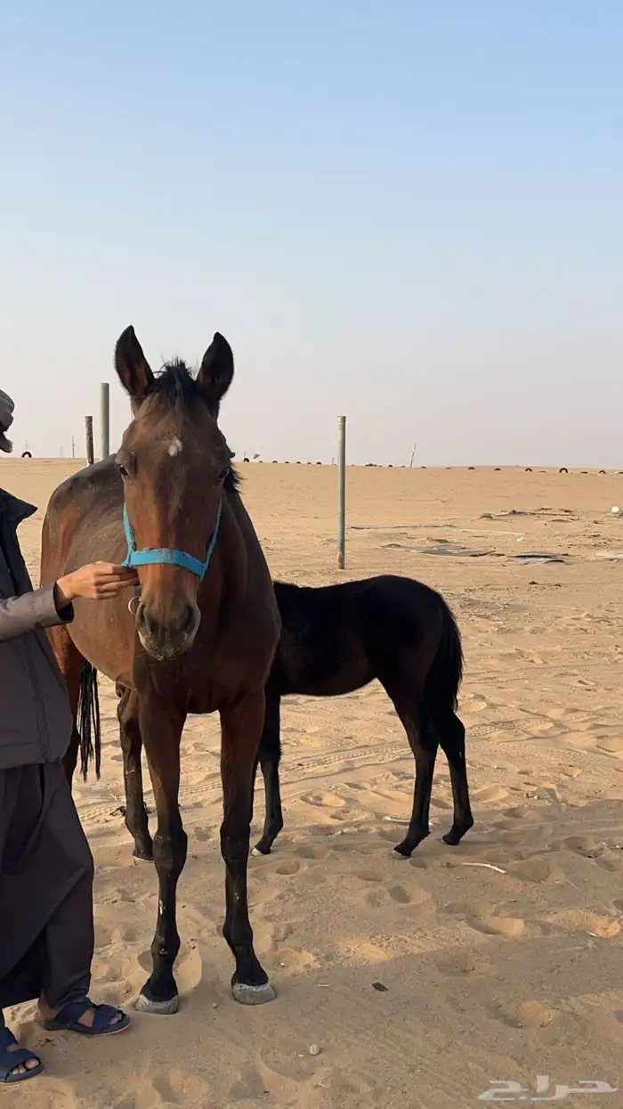 فرس انقليزي تحتها مهره 0