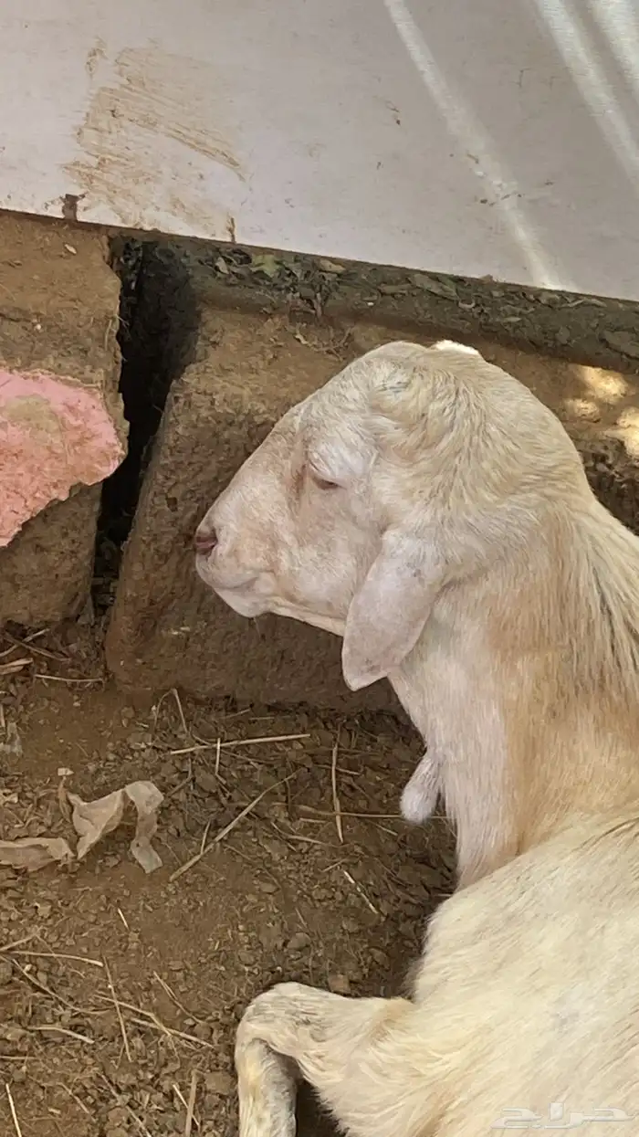 كبش للبيع غير مخصي 0