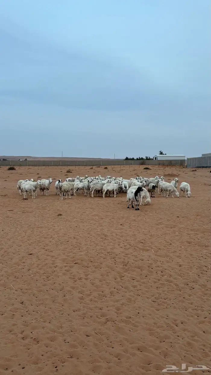 حريات للبيع 1