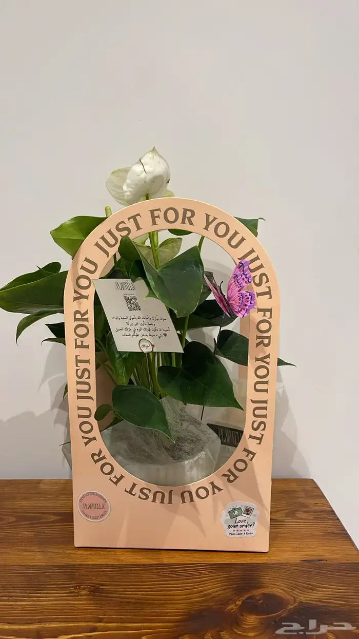 تنسيق هدايا نباتات داخليه 1